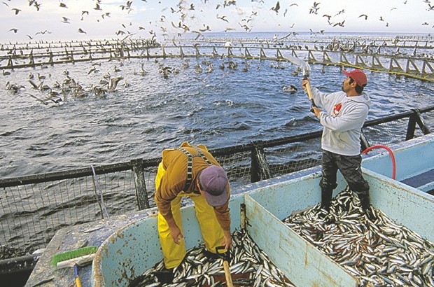 Il devait créer 24 postes d’emploi dans le domaine de l’aquaculture: Un jeune promoteur dépossédé de son projet