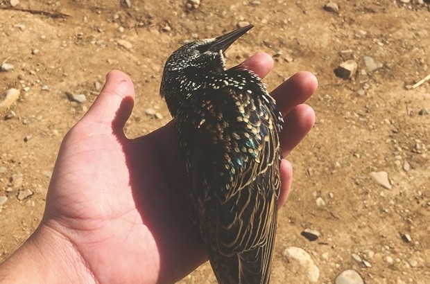 La chasse aux étourneaux bat son plein à Bouira: Un loisir… lucratif