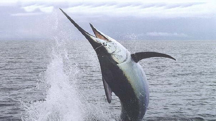 Aïn Témouchent : Fermeture de la pêche à l’espadon pour deux mois