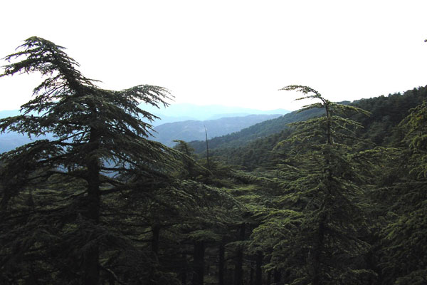 Le Parc national de Chréa endommagé par 65 incendies