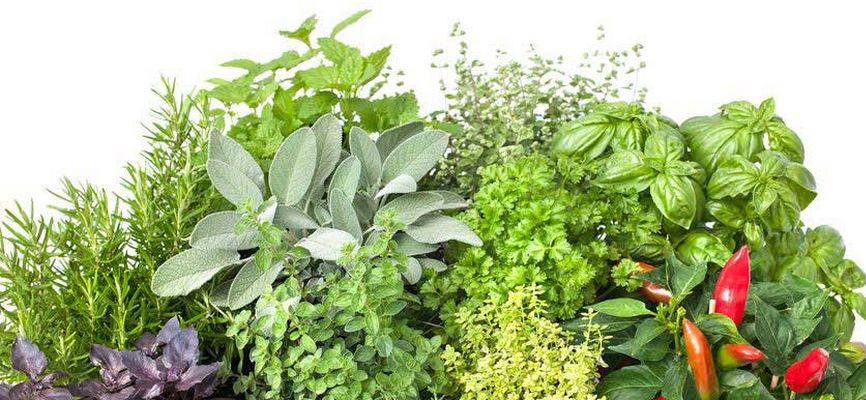 Vente de plantes médicinales et pratique illicite de la hidjama: Des mises en demeure envoyées à un repenti reconverti en guérisseur