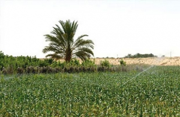 L’investissement agricole à Ouargla: programme d’électrification de périmètres à Hassi-Messaoud