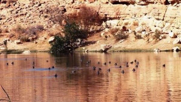 Ghardaïa: la zone humide artificielle de Kef El-Doukhène, une réserve de la biosphère