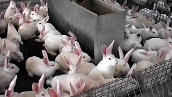 13 éleveurs au 1er salon de Béjaïa de la cuniculture