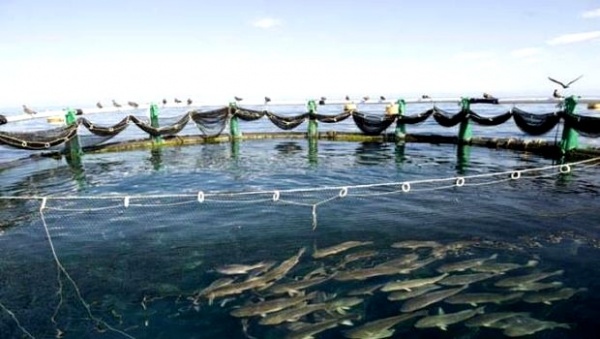 Algérie-UE: lancement d&rsquo;un programme d&rsquo;appui au secteur de la pêche et de l&rsquo;aquaculture