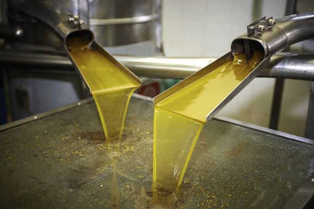 Production d’huile d’olive: Alerte à la bactérie tueuse en Espagne