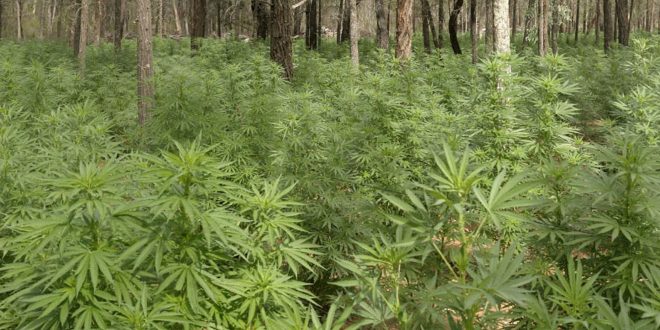 SAIDA: 20 ans de réclusion criminelle dans une affaire de plantation de résine de cannabis à El Bayadh