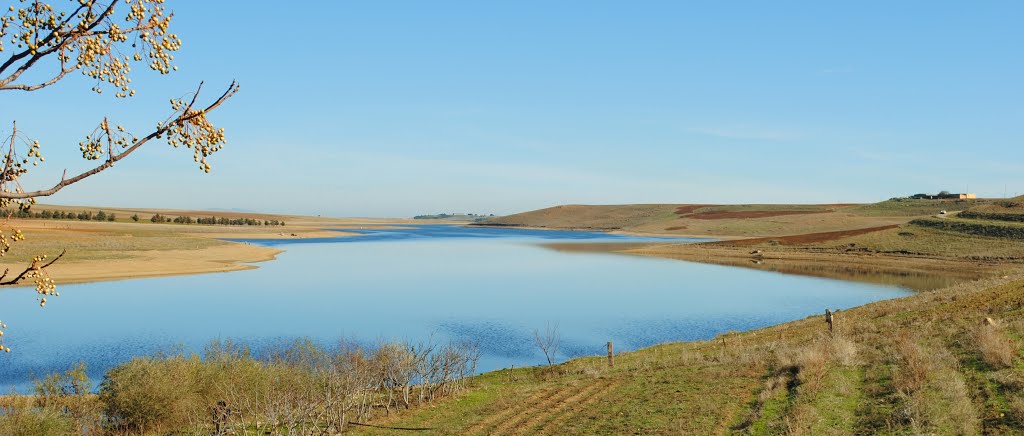 Tiaret: Vaste campagne de reboisement au niveau du barrage de Dahmouni