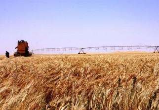 Céréaliculture: 4.000 hectares emblavés sous pivot à Ghardaïa