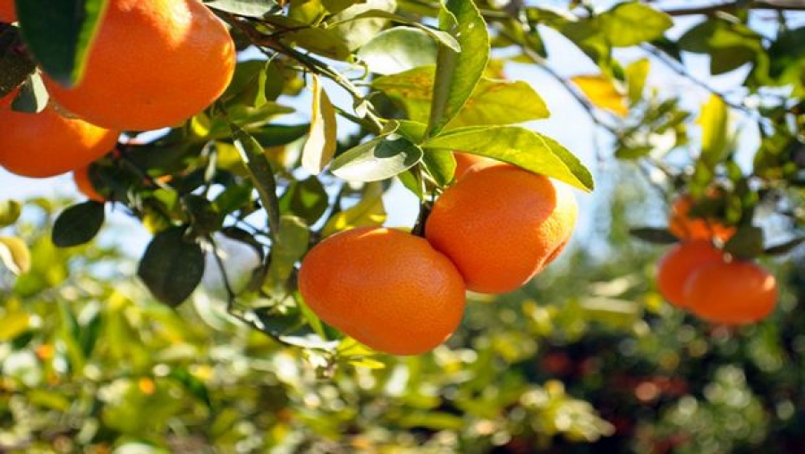 Agrumes : 30 millions de nouveaux plants pour exporter