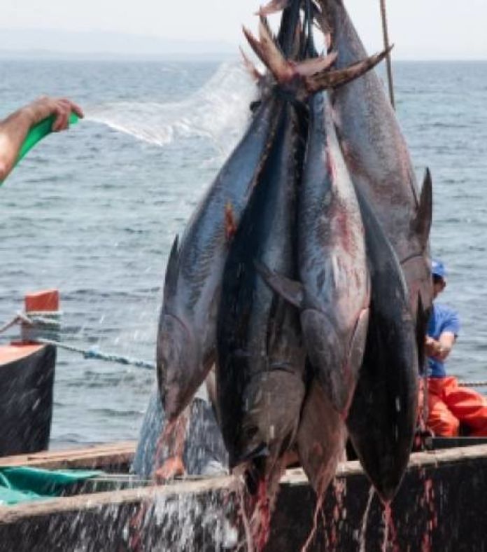 Algérie: 220 agriculturs bénéficient d’une formation en aquaculture