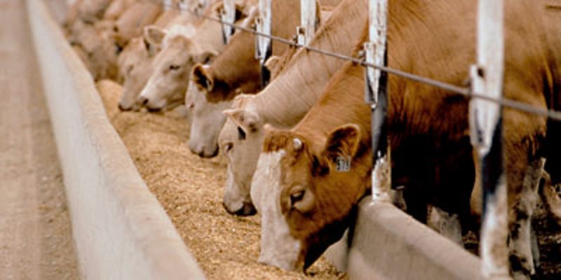 Chlef: Le bétail sous haute surveillance