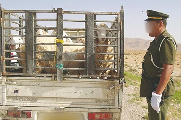 El Kerma: Un réseau national de vol de cheptel démantelé