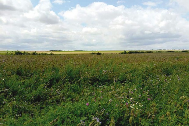 Résorption de la jachère à Médéa: Vers la récupération de 5 000 ha par an