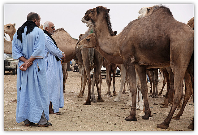 M’sila:  Des éleveurs de dromadaires devant la direction de l’agriculture