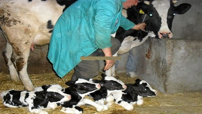 Aliments de bétail: Les éleveurs de Boumerdès «déstabilisés» par la spéculation