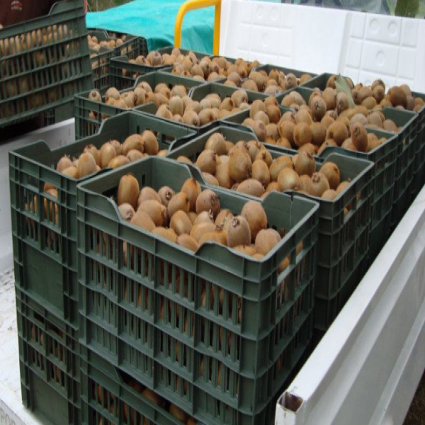 Contrebande : 39 quintaux de kiwi récupérés et 8.000 bouteilles d’alcool saisies par la Gendarmerie