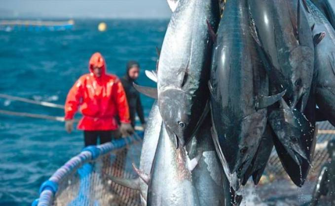 Coopération Algéro-Européenne dans le secteur: 15 millions d&rsquo;euros pour développer la pêche