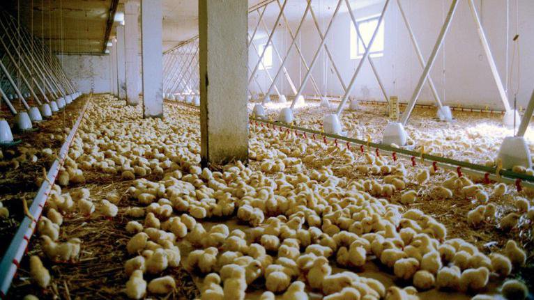 Draâ el-mizan (Tizi-Ouzou): 3 000 poussins calcinés dans un incendie