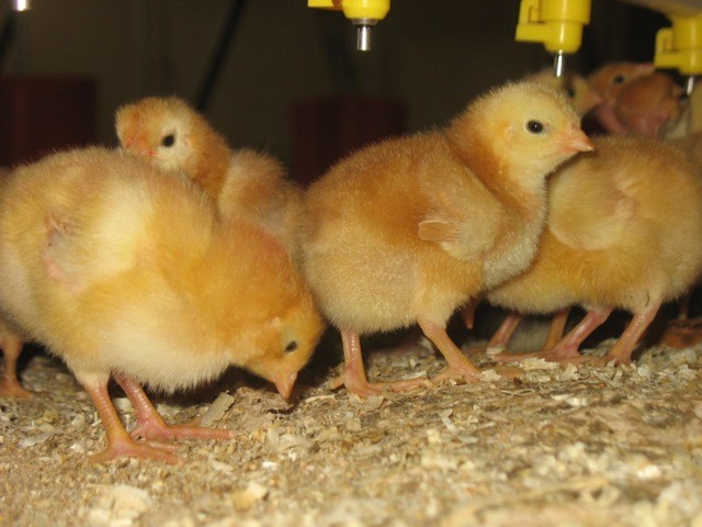 Guelma: 2 000 poussins meurent dans l&rsquo;incendie d&rsquo;un hangar agricole à Aïn Sandal