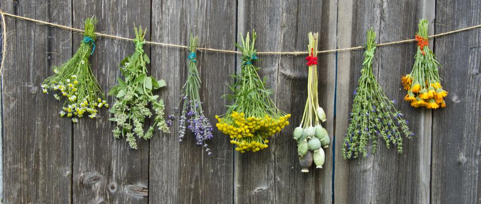 Ils proposaient des soins à l&rsquo;aide des plantes médicinales:  11 « cabinets » fermés à Oran