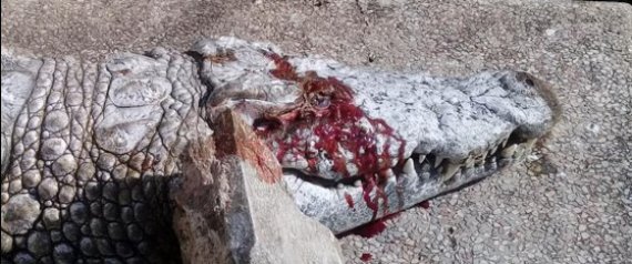 Un crocodile du zoo de Tunis tué à coups de pierres par des visiteurs