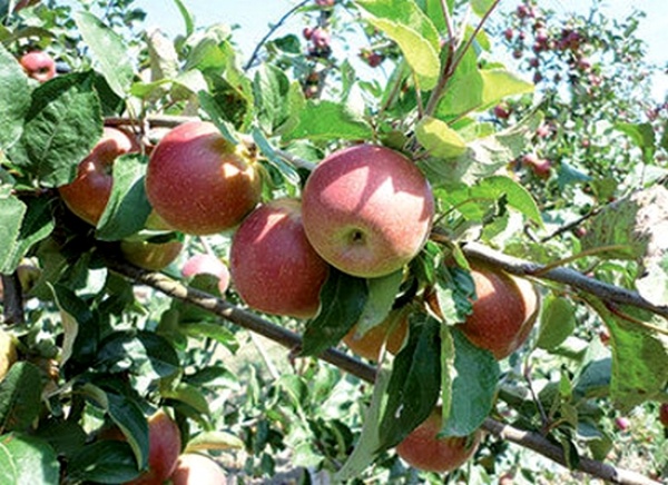 Batna: pari lancé pour l’exportation de la pomme locale d’ici deux ans
