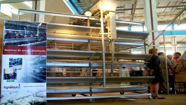 Béjaïa abrite le premier salon dédié à cet  élevage: Coup de starter pour la filière lapine