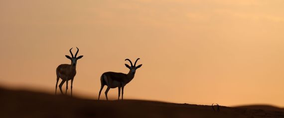Six Khalijis arrêtés entre 2012 et 2016 pour atteintes à des espèces animalières protégées en Algérie