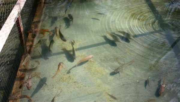 Algérie:Rencontre à Ain Temouchent sur les mécanismes d’accompagnement de l’investissement en aquaculture