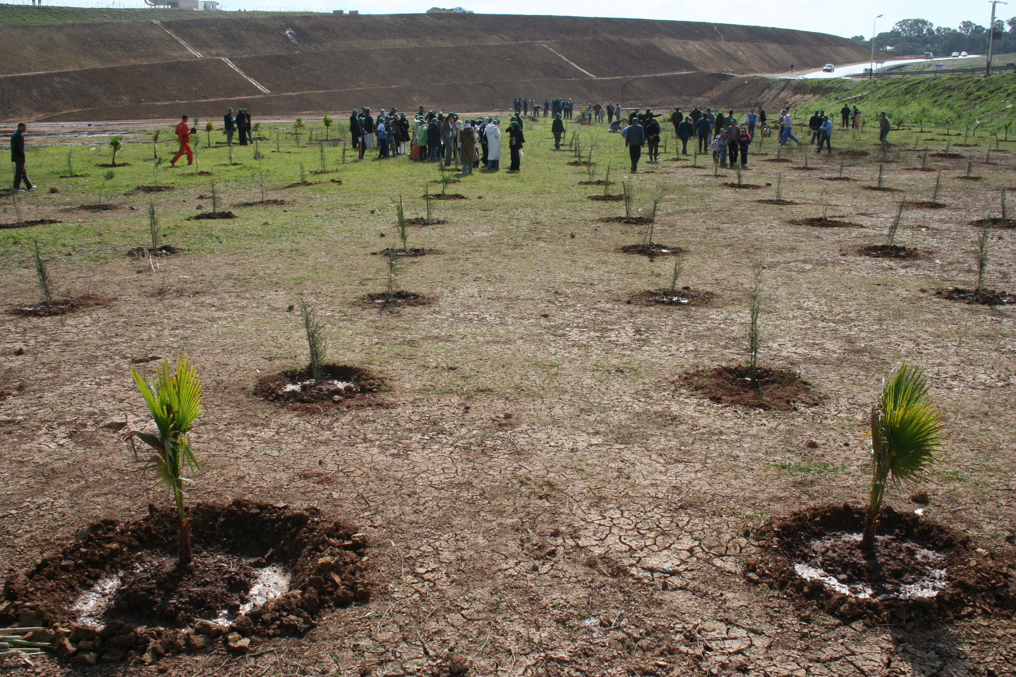 Tiaret Les étudiants s’impliquent dans le reboisement