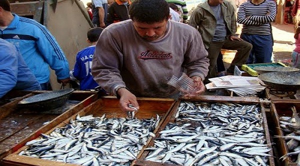 La sardine à 800 DA