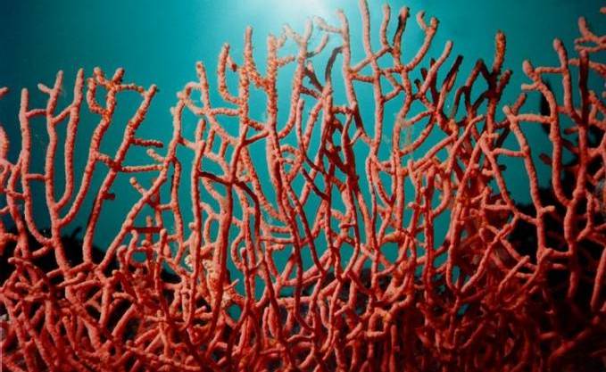 Sa réouverture est prévue cette année: Pêche au corail, le retour