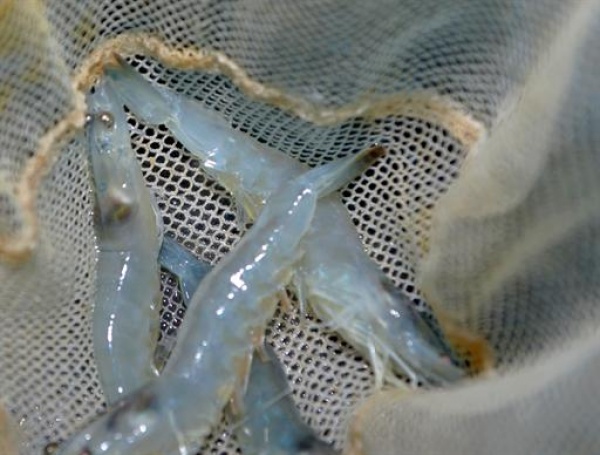 Ouargla : la ferme d’élevage de crevette passe en phase de production commerciale en 2017