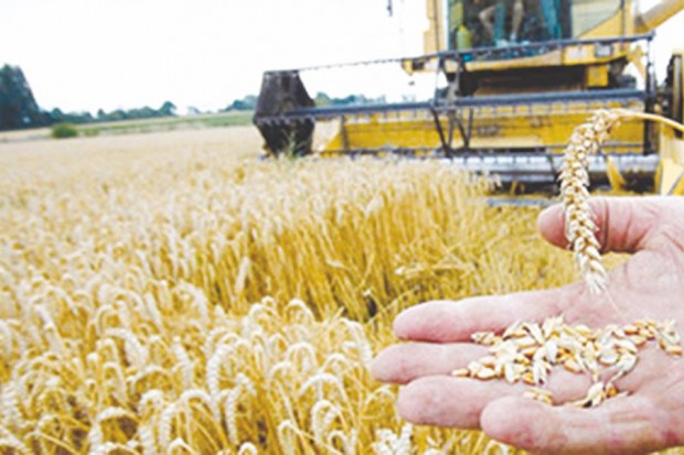 Recommandation du ministre de l’Agriculture et de la Pêche: Equilibrer la production entre les blés tendre et dur