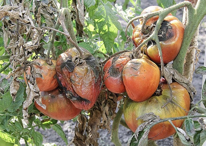 Agriculture: Alerte au mildiou à Mostaganem