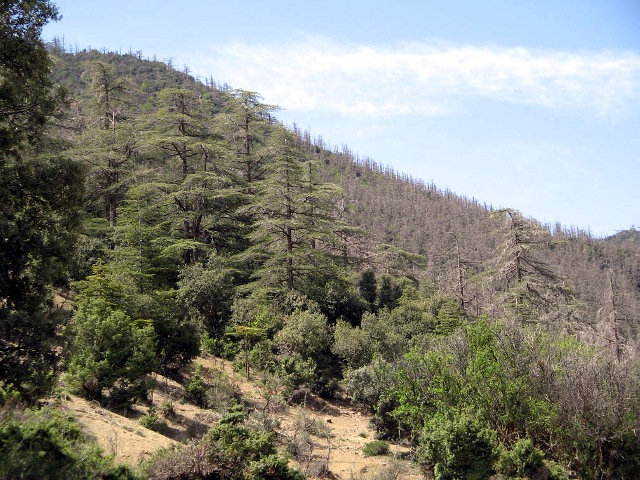 Promotions immobilières sur les monts de Séraïdi: Du béton à la place de la forêt