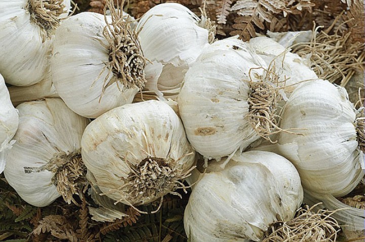 Mila: Stockage de près de 58 000 quintaux d&rsquo;ail