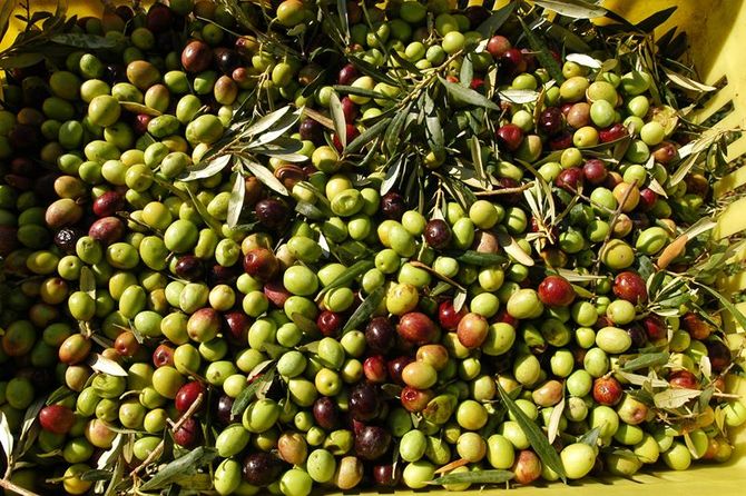 Oléiculture: une cueillette de prés de 24.000 QX d’olives attendue à Ghardaïa