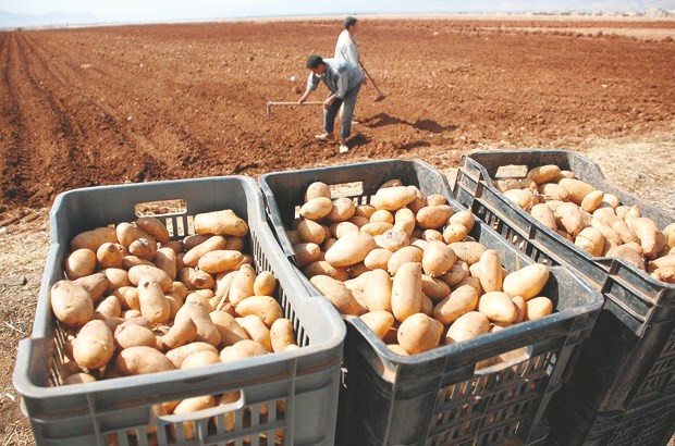 Agriculture à Chlef: 68 000 qx de pomme de terre attendus