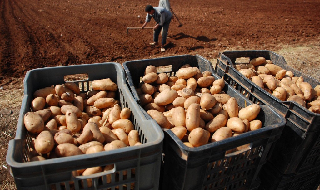 Skikda: Des promesses pour les semences de pomme de terre