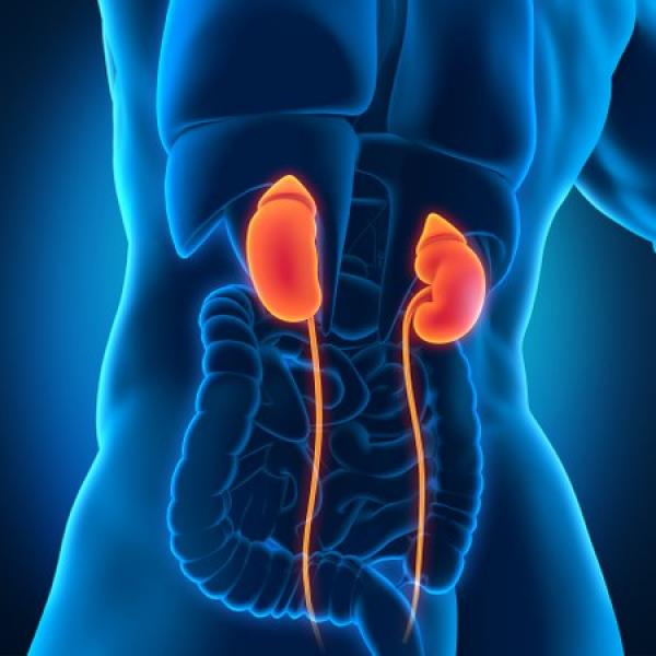 ournée mondiale du rein : 50% de femmes et 36% d’hommes souffrent d’obésité en Algérie