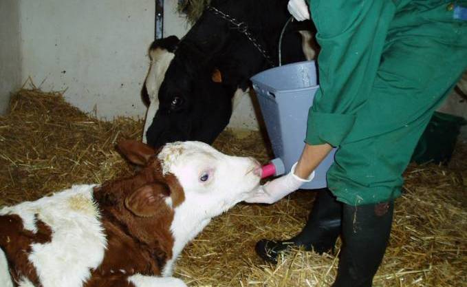 Bouira: Débrayage des vétérinaires