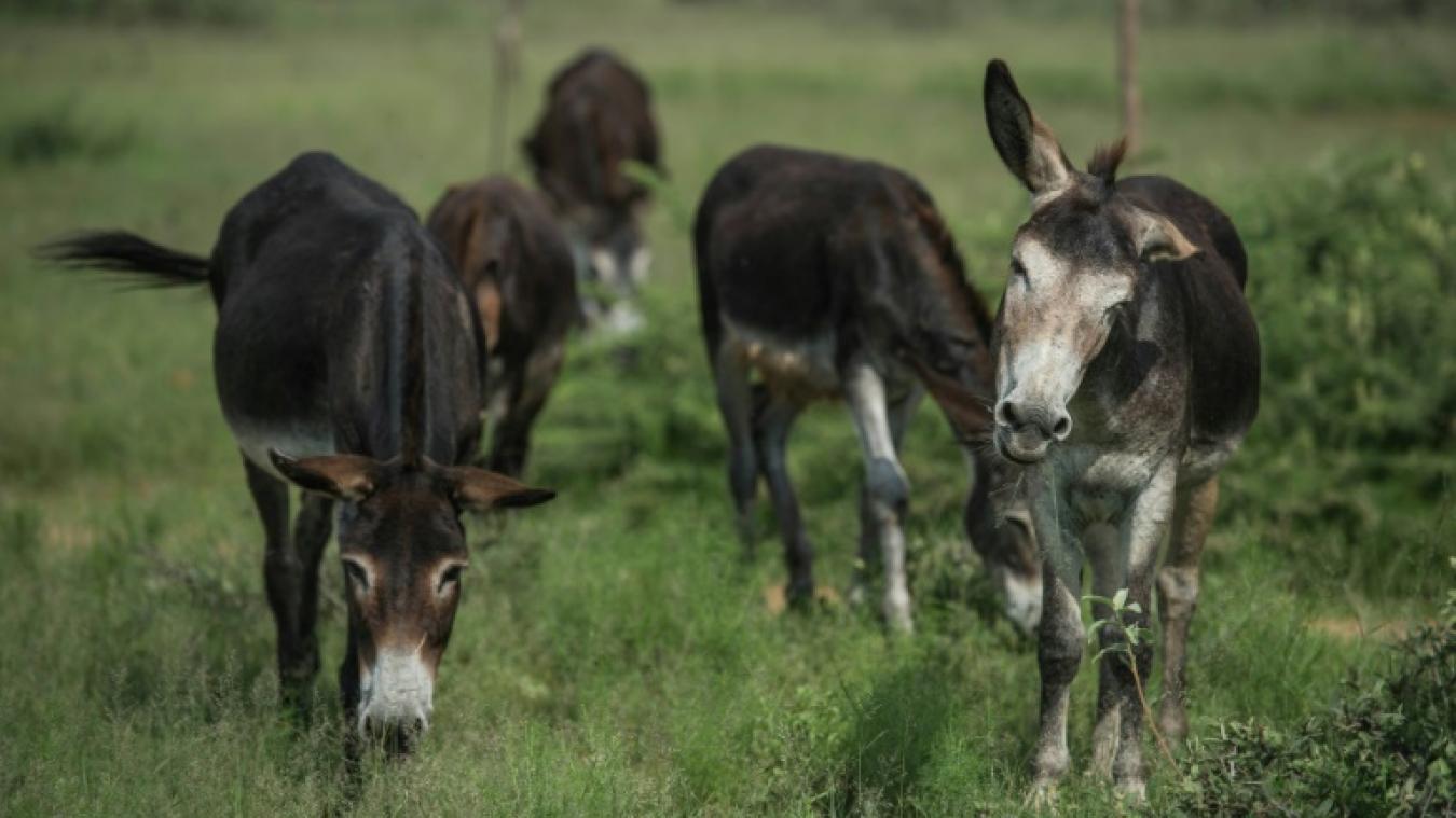 Trois personnes interpellées à Skikda pour avoir tenté de vendre de la viande d&rsquo;âne