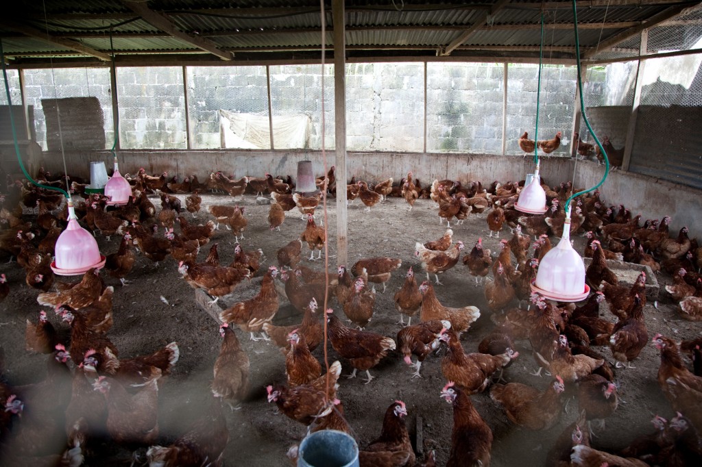 Aïn Taya (Est d’Alger) : Les habitants se plaignent des abattoirs illicites