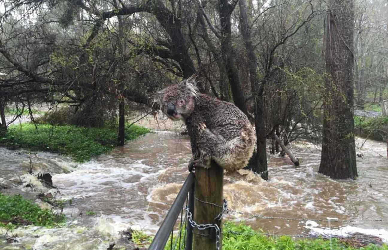Inondations en Australie : les dégâts du cyclone Debbie