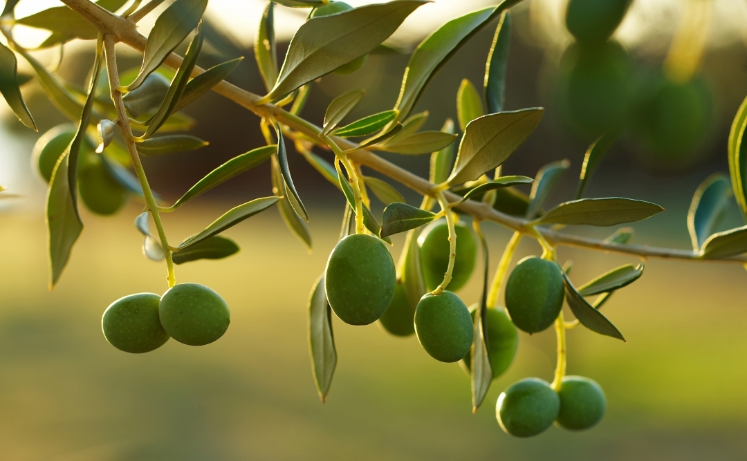 Oléiculture dans la wilaya de Tipasa: L’olivier entre ambition et réalité