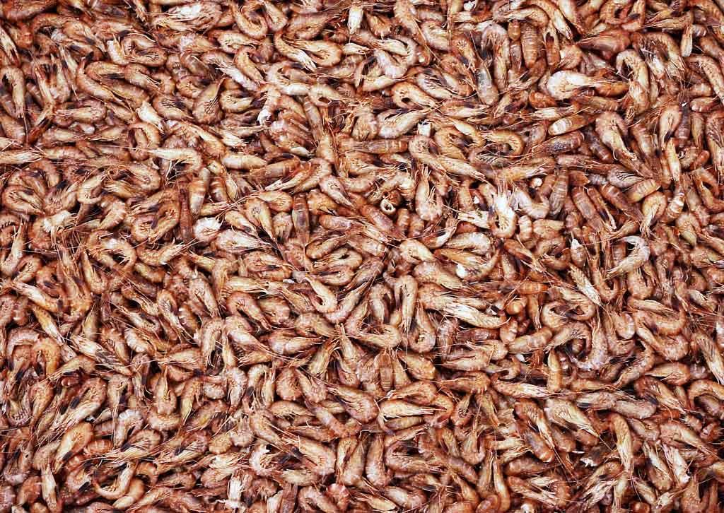 Béni-Saf: La crevette au menu