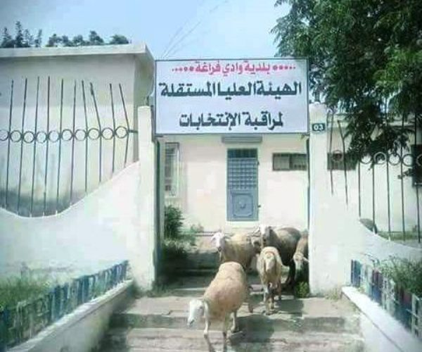 Photo du jour: des moutons quittent le bureau de la HIISE