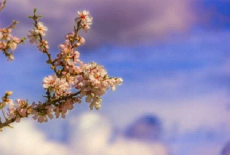 Allergie aux pollens : 10 conseils pour atténuer les symptômes